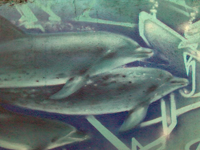 Дельфины на остановке Космос в Красноярске