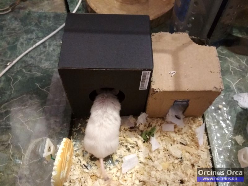 Мышь белая во втором домике.