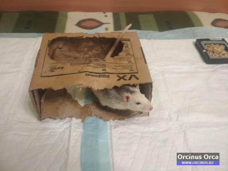 Домик для крысы после проживания.