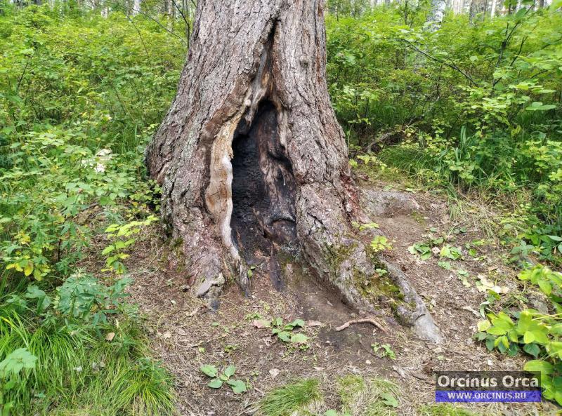 Старое дерево на Столбах